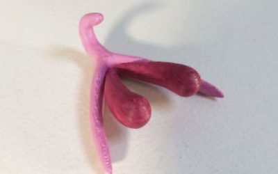 Vulva-Scheide-Klitoris? Oder wie heißt das denn „da unten rum?“